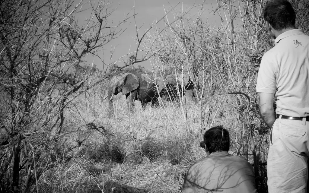 Guides observing elephant in dense bush vegetation during safari walk, Kiba Point, Nyerere National Park, Tanzania