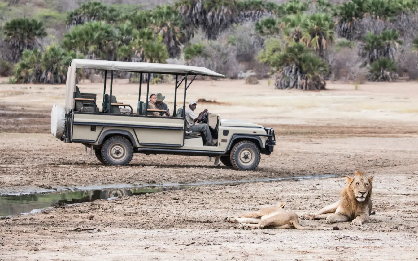 Safari vehicle observing lion resting by waterhole on arid plains, Kiba Point, Nyerere National Park, Tanzania