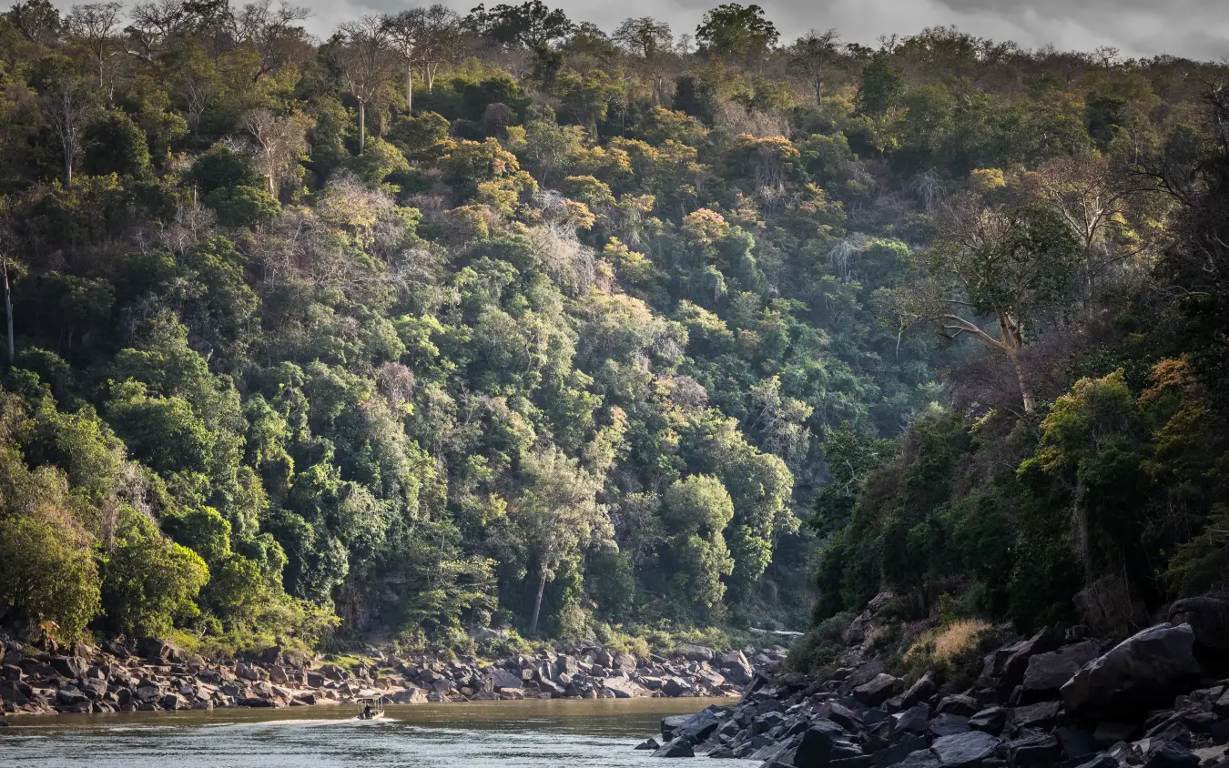Dense riverine forest with rocky shoreline and flowing water, Kiba Point, Nyerere National Park, Tanzania