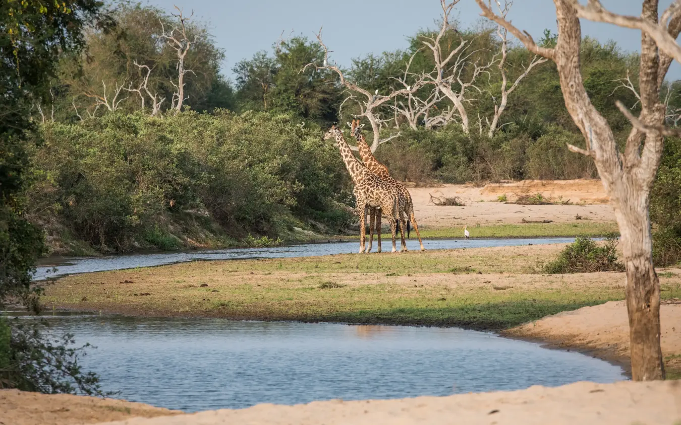 Giraffe drinking from waterhole among scattered trees and sandy banks, Kiba Point, Nyerere National Park, Tanzania