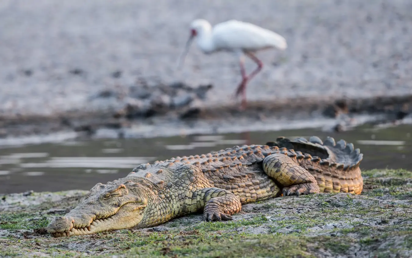 Saltwater crocodile resting on muddy bank with wading bird in background, Kiba Point, Nyerere National Park, Tanzania
