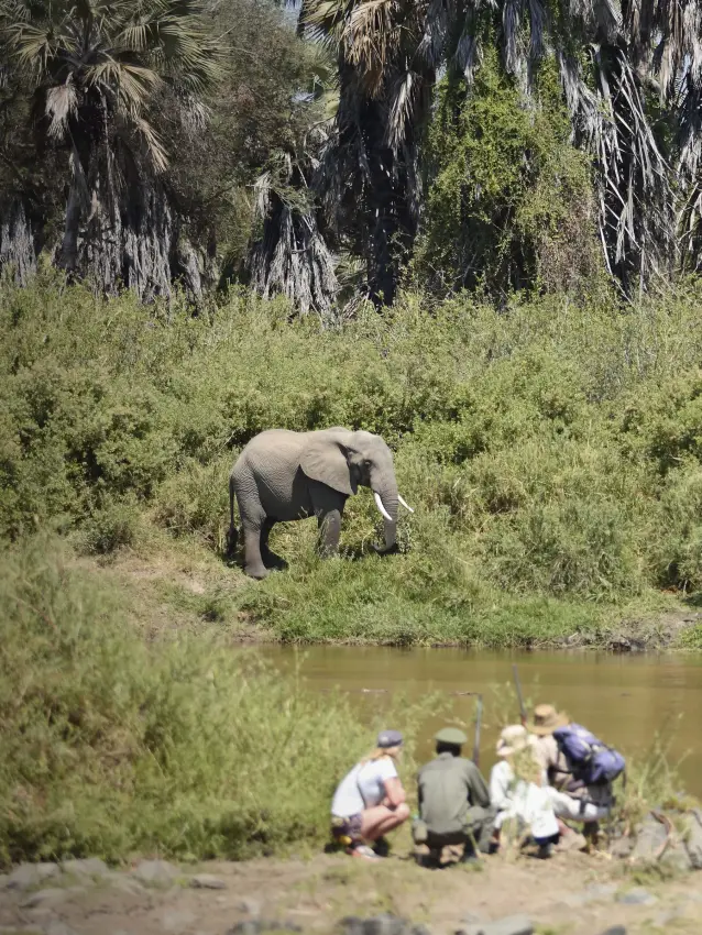Guides and guests observe elephant at river waterhole, Kichaka Expeditions, Ruaha National Park, Tanzania
