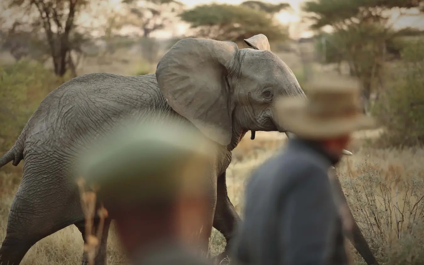 Guests observing young elephant on safari walking tour, Kichaka Expeditions, Ruaha National Park, Tanzania