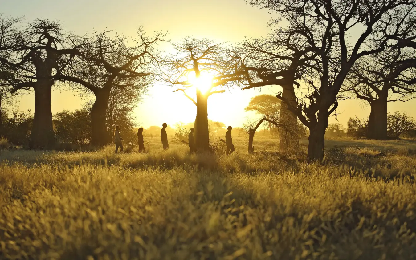 Silhouetted figures walking through savanna at sunrise, Kichaka Expeditions, Ruaha National Park, Tanzania