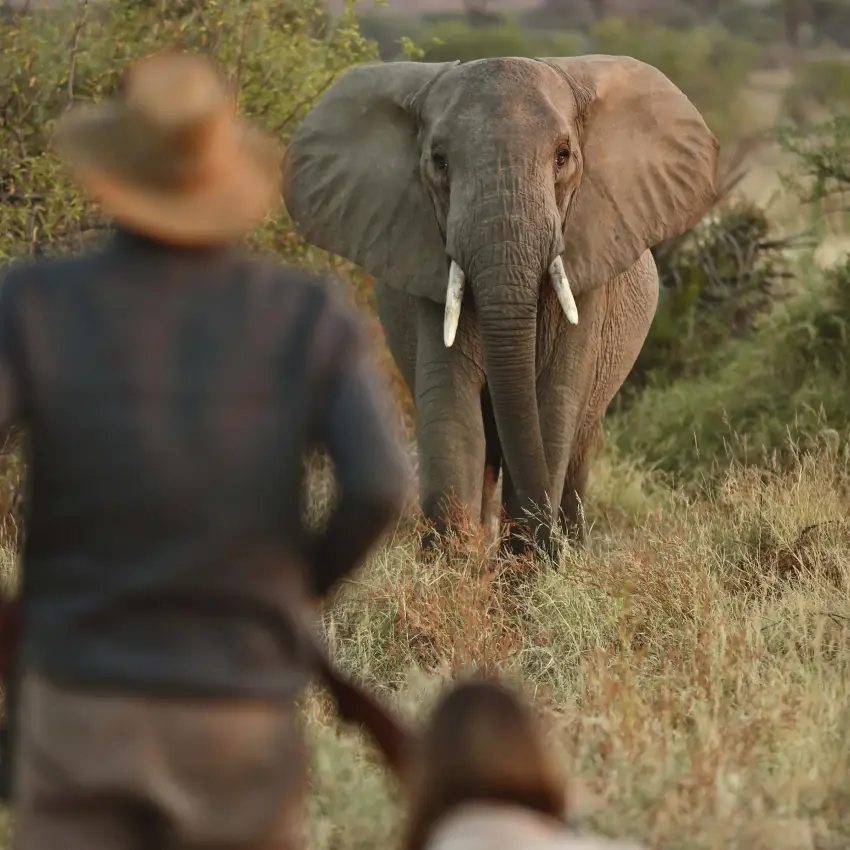 Guests on foot observing elephant in natural savanna habitat, Ruaha National Park, Tanzania