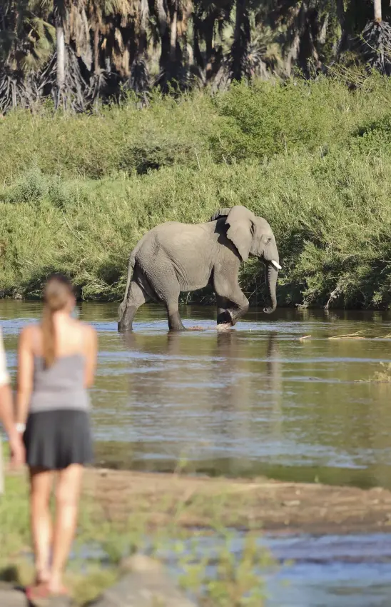 Guests observe elephant bathing in river from shore, Kichaka Expeditions, Ruaha National Park, Tanzania
