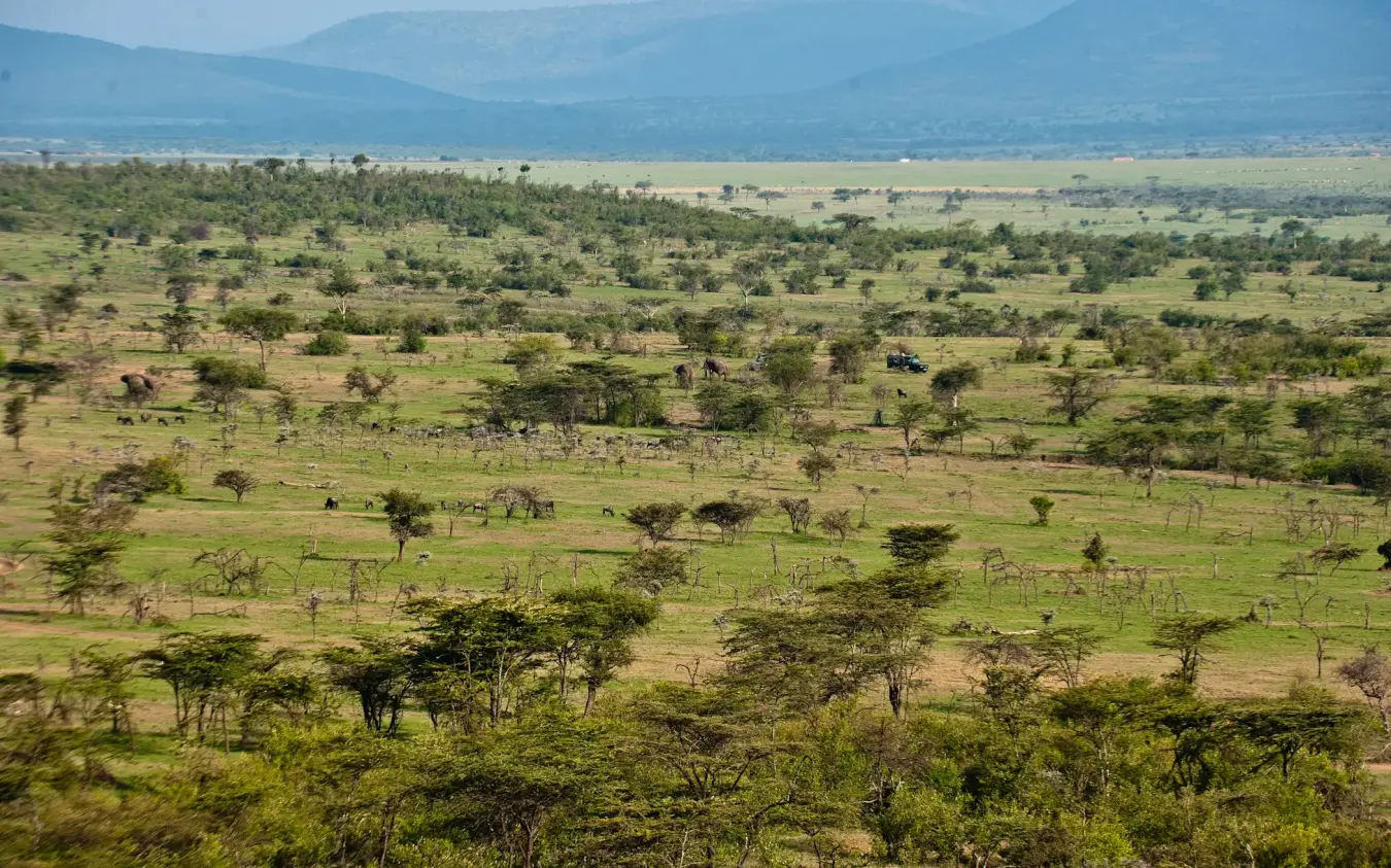 Savanna valley with scattered acacia trees and grazing wildlife, Kicheche Valley Naboisho, Maasai Mara, Kenya