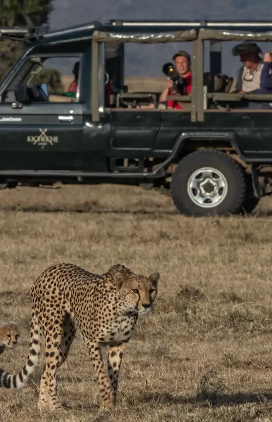 Safari vehicle observing leopard family walking across savanna, Maasai Mara, Kenya