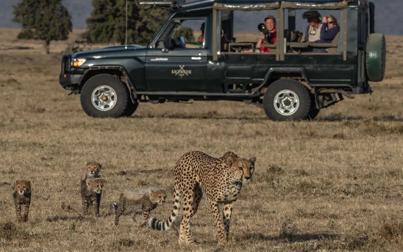 Safari vehicle observing leopard family walking across savanna, Kicheche Mara North, Maasai Mara, Kenya