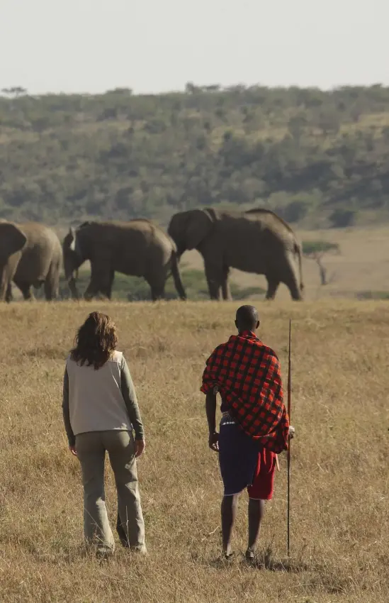 Guests viewing elephants on foot during safari walk, Kicheche Valley Naboisho, Maasai Mara, Kenya