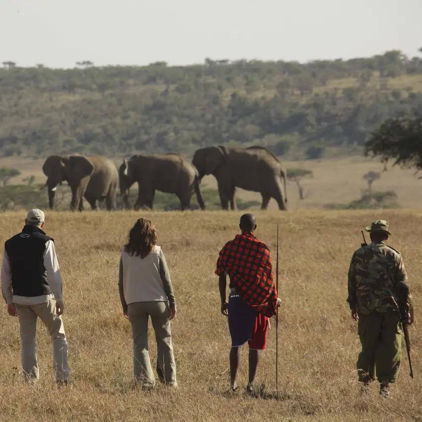 Guests viewing elephants on foot during safari walk, Kicheche Valley Naboisho, Maasai Mara, Kenya