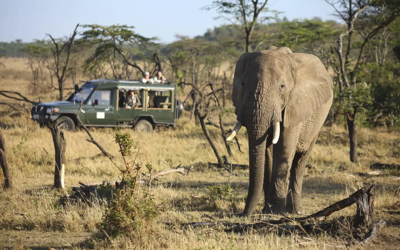 Safari vehicle observing elephant in acacia woodland landscape, Kicheche Valley Naboisho, Maasai Mara, Kenya