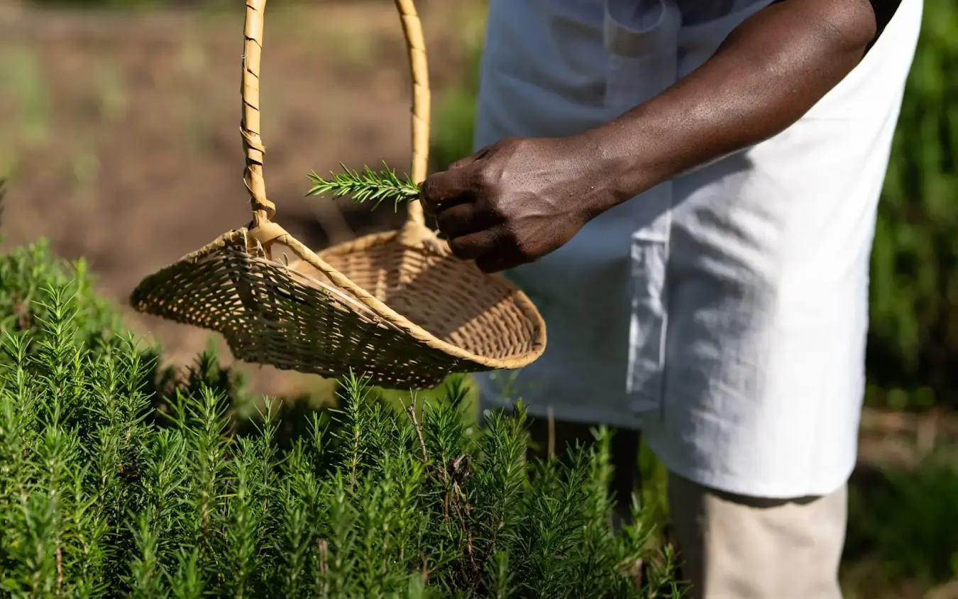 Person harvesting fresh herbs in garden basket at midday, Kichwa Tembo Tented Camp, Maasai Mara, Kenya