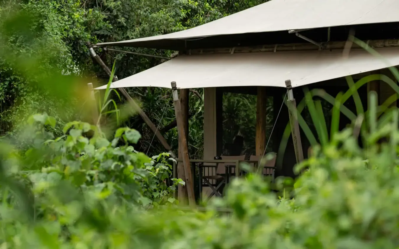 Luxury safari lodge with canvas canopy nestled in lush vegetation, Kichwa Tembo Tented Camp, Maasai Mara, Kenya