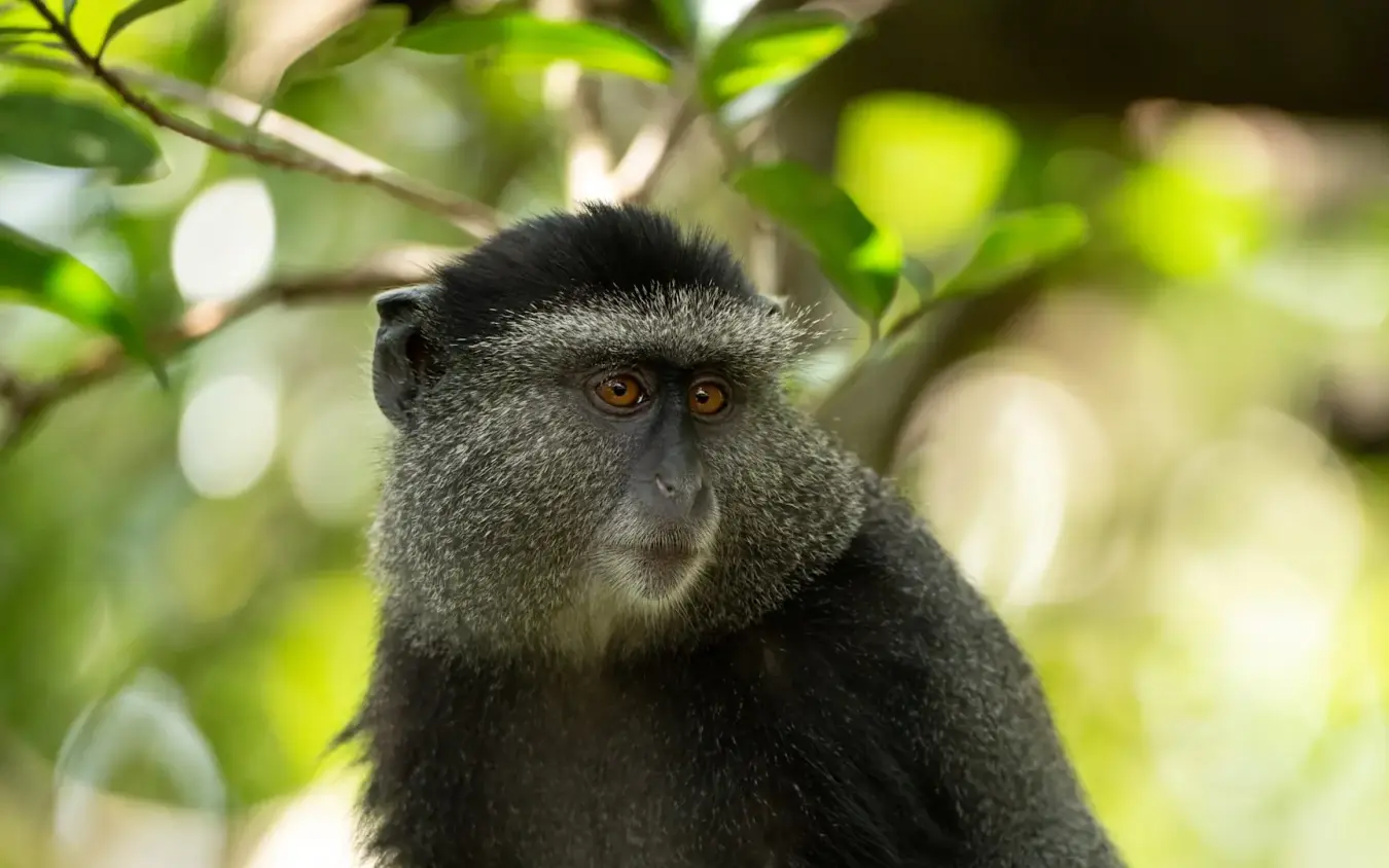 Close-up portrait of black and white colobus monkey in leafy tree canopy, Kichwa Tembo Tented Camp, Maasai Mara, Kenya