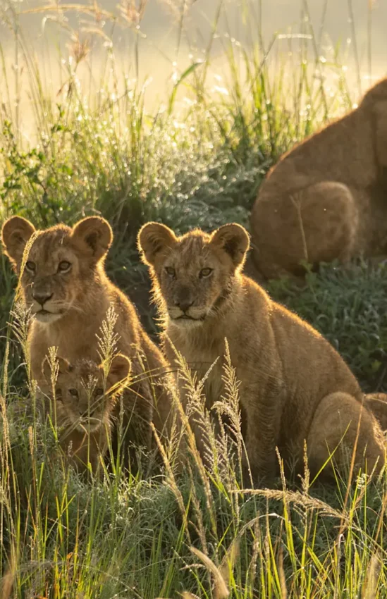 Lion cubs in tall grass at golden hour with adult lion behind, Kichwa Tembo Tented Camp, Maasai Mara, Kenya