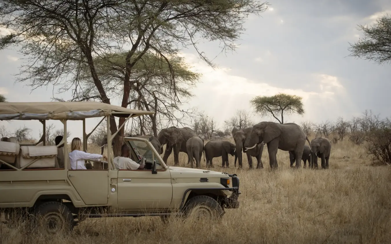 Safari vehicle with guests observing elephant herd in savanna, Kigelia Ruaha, Ruaha National Park, Tanzania