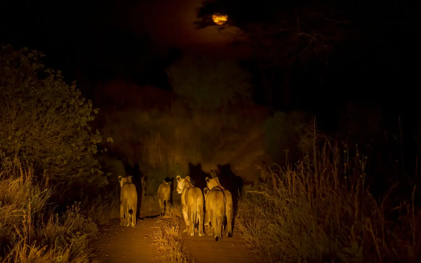 Lions walking on night safari game drive road, Kigelia Ruaha, Ruaha National Park, Tanzania