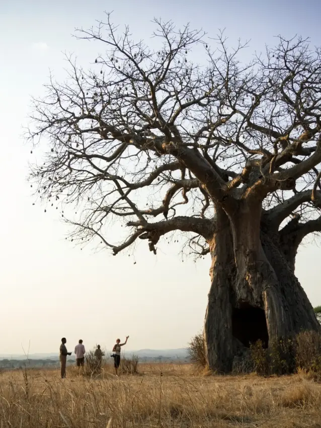 Baobab tree in savanna with visitors at base, Kigelia Ruaha, Ruaha National Park, Tanzania