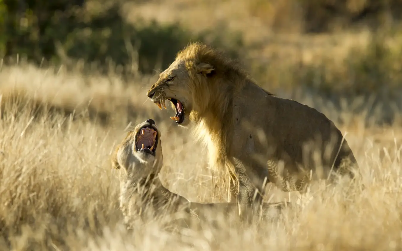 Male lion yawning with lioness in dry grassland, Kigelia Ruaha, Ruaha National Park, Tanzania