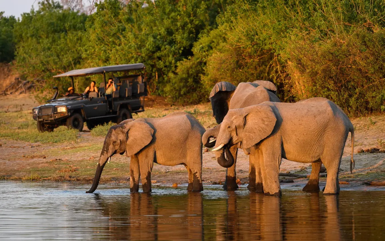 Safari vehicle observes elephants drinking at waterhole, King’s Pool, Linyanti Wildlife Reserve, Botswana