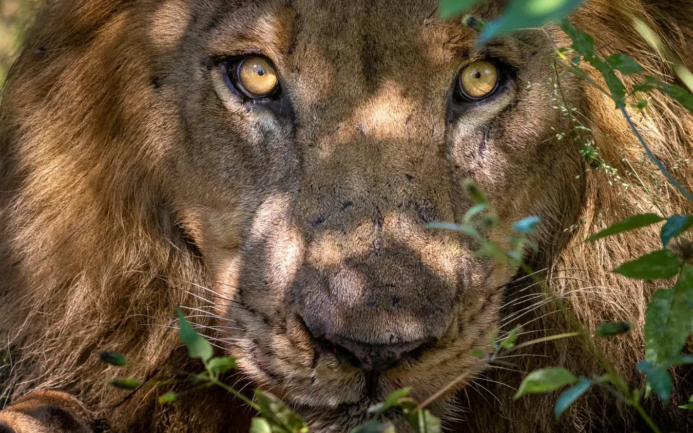 Male lion face close-up with golden eyes and mane, King’s Pool, Linyanti Wildlife Reserve, Botswana