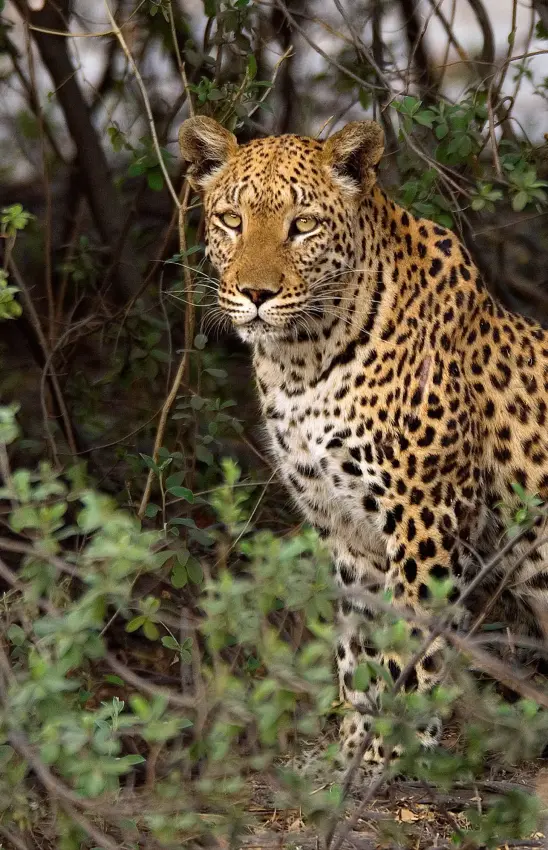 Leopard resting among shrubs and vegetation, King’s Pool, Linyanti Wildlife Reserve, Botswana