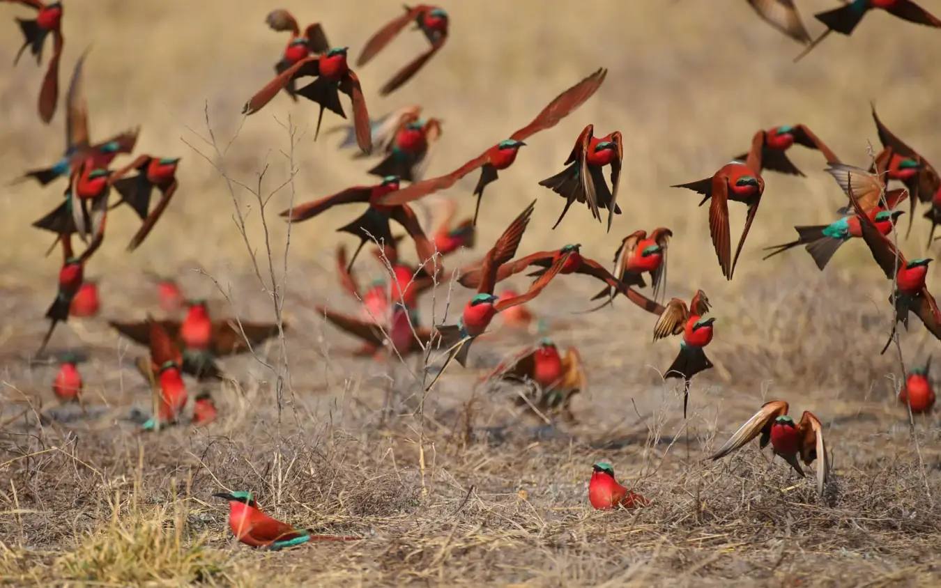 Flock of red and black birds in flight over sandy ground, King’s Pool, Linyanti Wildlife Reserve, Botswana