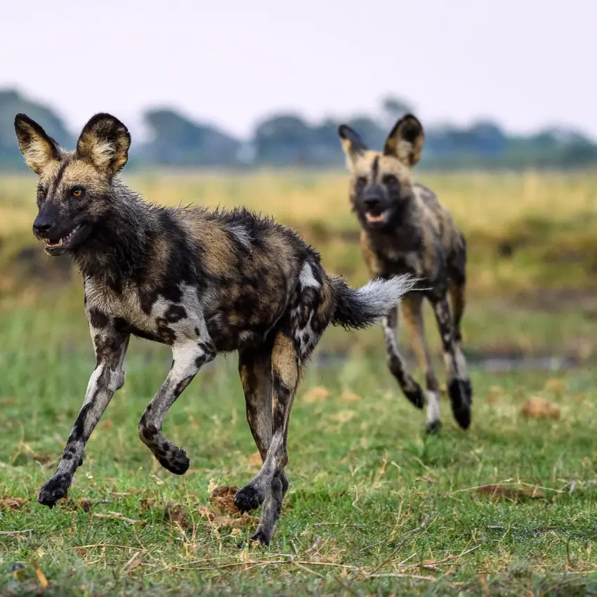 Two African wild dogs trotting across grassland savanna, Linyanti Wildlife Reserve, Botswana