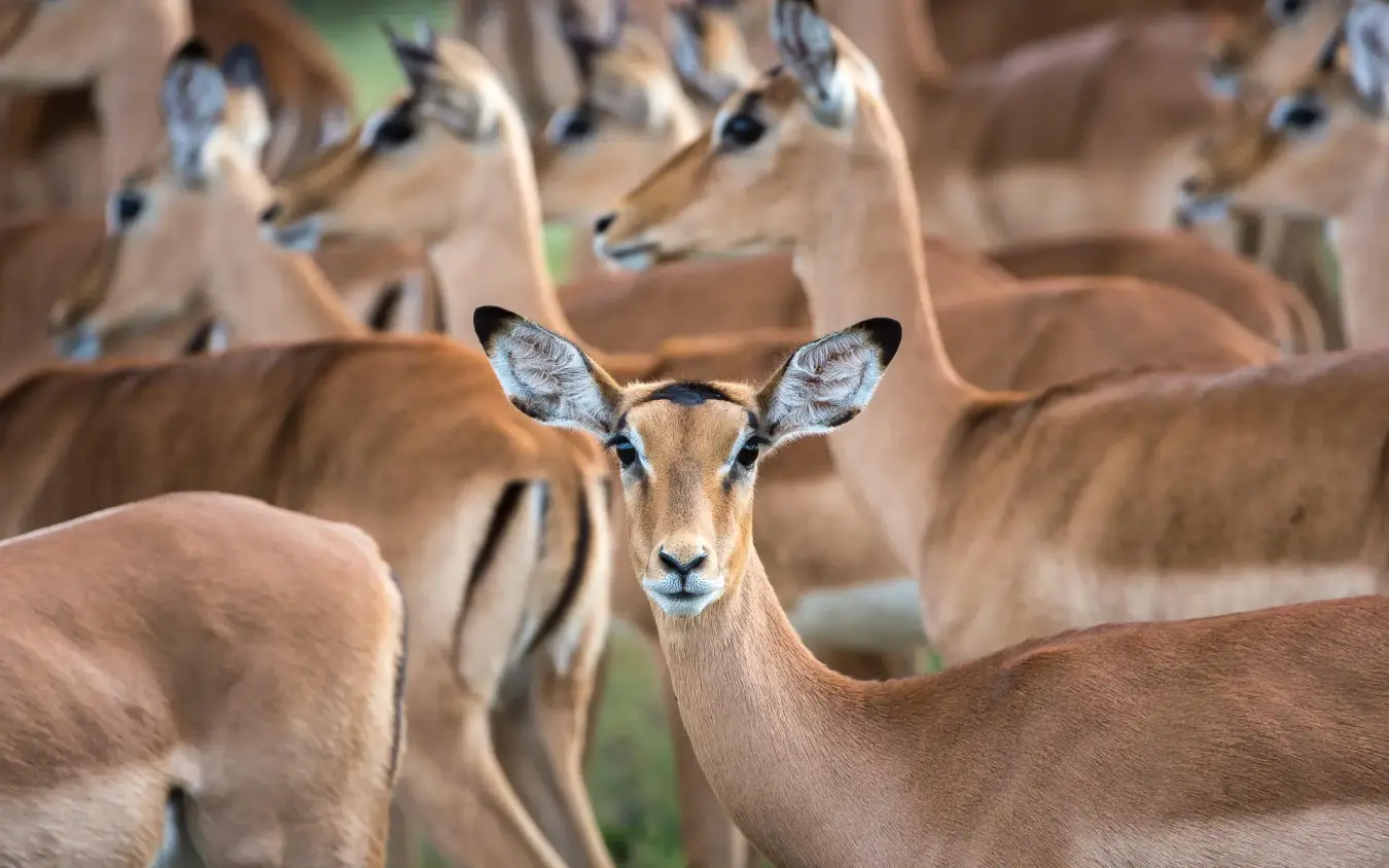 Herd of impalas looking directly at camera, King’s Pool, Linyanti Wildlife Reserve, Botswana