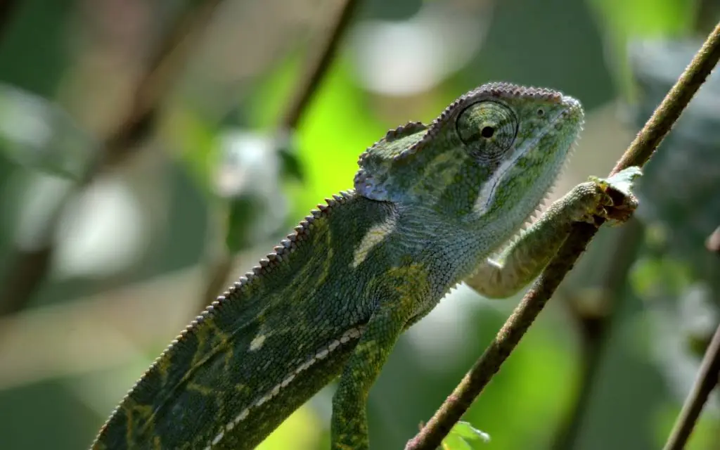 Green chameleon gripping branch in natural habitat, Kitich Camp, Northern Kenya, Kenya