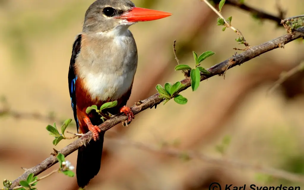 Gray bird with red beak perched on thin branch, Kitich Camp, Northern Kenya, Kenya