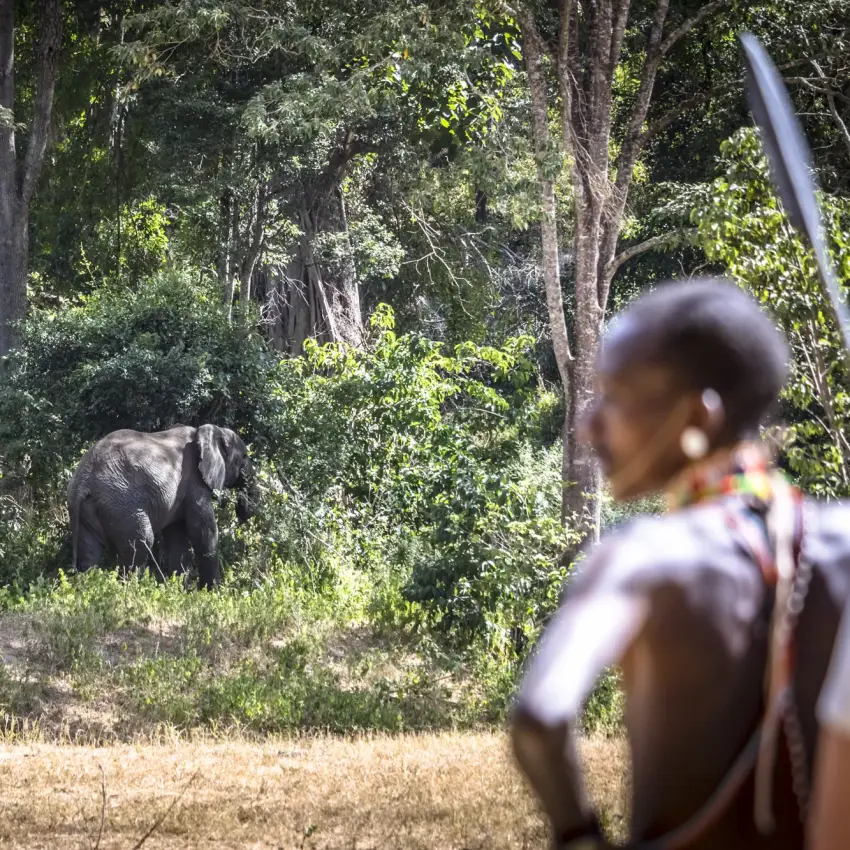 Guides and visitor observe elephant in forest clearing, Northern Kenya, Kenya