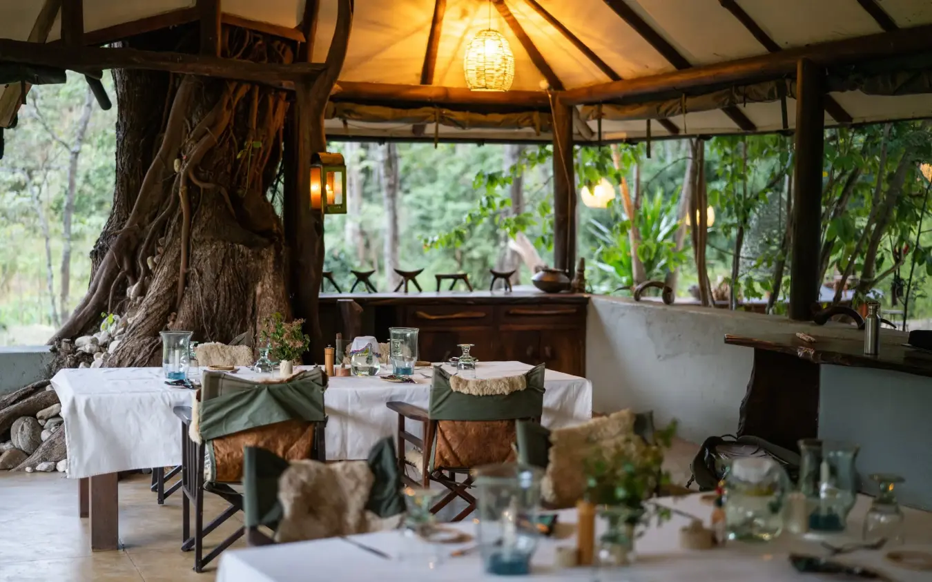 Dining pavilion with tables set for service beneath ancient tree, Kitich Camp, Northern Kenya, Kenya