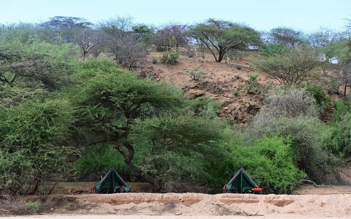 Traditional canvas tents pitched beneath acacia trees, Kitich Camp, Northern Kenya, Kenya