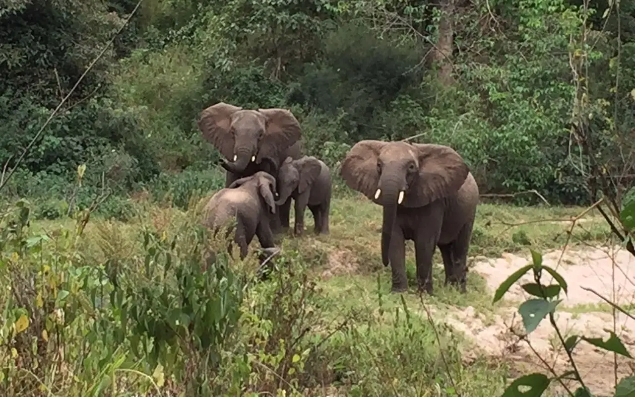 Three elephants walking through savanna vegetation, Kitich Camp, Northern Kenya, Kenya