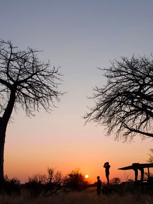 Silhouetted baobab trees at sunset with guests and safari shelter, Kokoko Camp, Ruaha National Park, Tanzania
