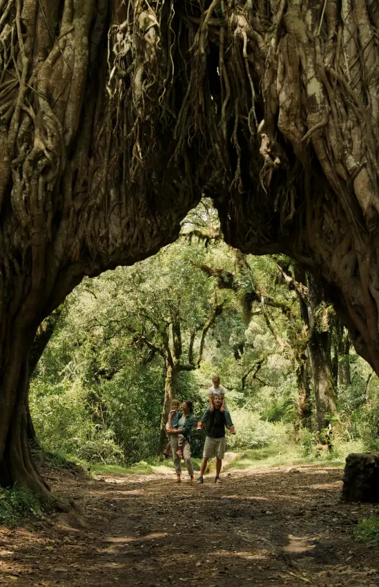 Hikers walking through massive hollow tree trunk in forest, Koroi Forest Camp, Arusha, Tanzania