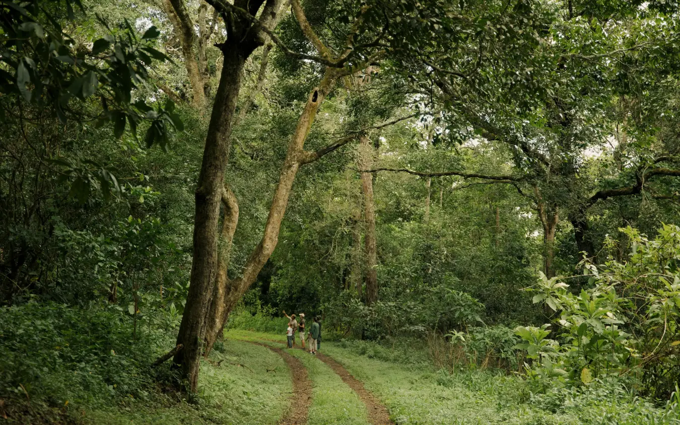 Guests walking on forest path beneath tall trees, Koroi Forest Camp, Arusha, Tanzania