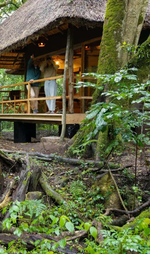 Thatched lodge cabin nestled among forest trees and vegetation, Koroi Forest Camp, Arusha, Tanzania