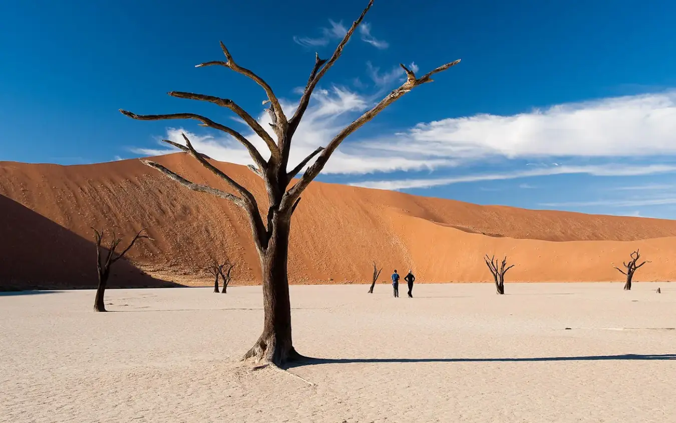 Dead tree in white clay pan surrounded by red sand dunes, Kulala Desert Lodge, Sossusvlei, Namibia