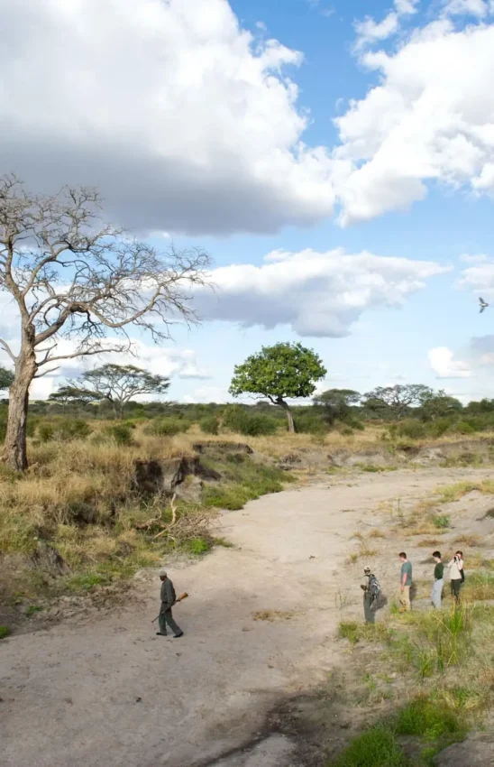 Walking safari group traversing dry riverbed landscape, Kuro Tarangire, Tarangire National Park, Tanzania