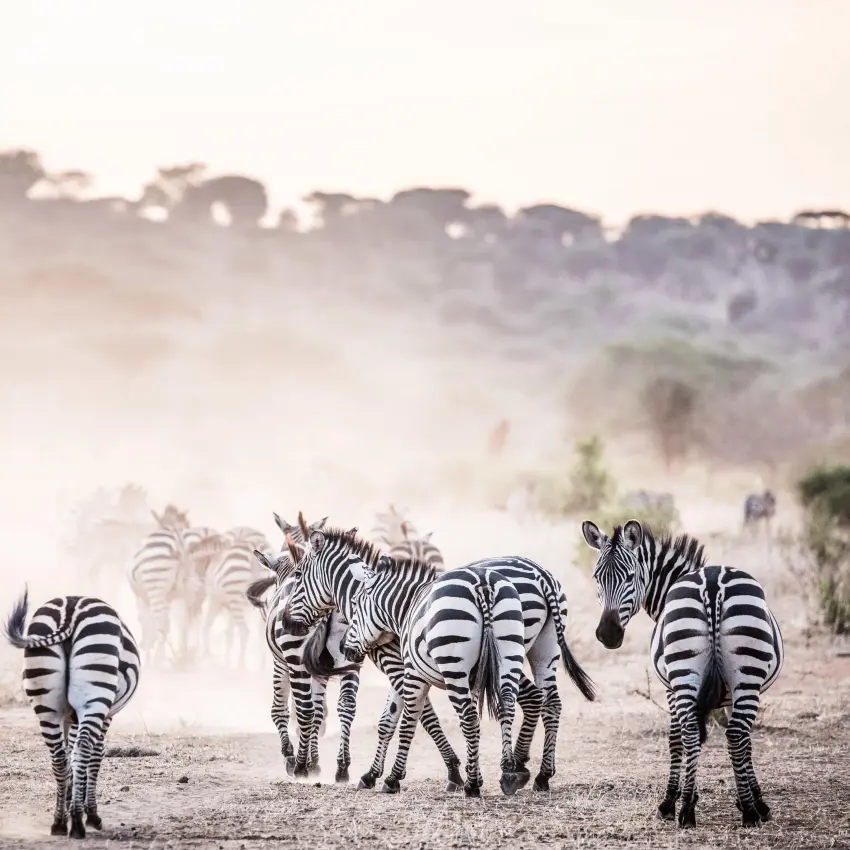Zebras walking through dusty savanna landscape at dawn, Tarangire National Park, Tanzania