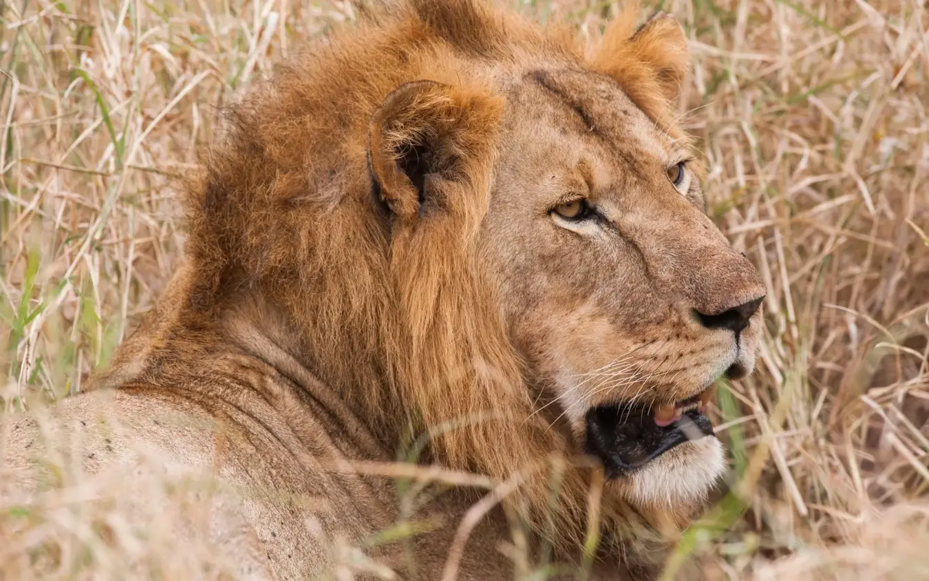 Male lion resting in dry grass, profile view, Kuro Tarangire, Tarangire National Park, Tanzania
