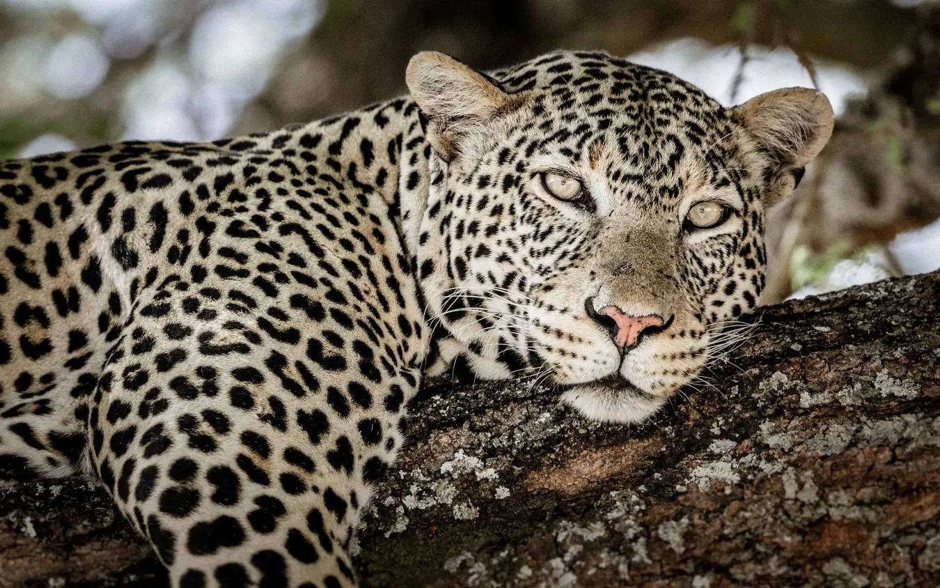 Leopard resting on tree branch, gazing toward camera, Kuro Tarangire, Tarangire National Park, Tanzania