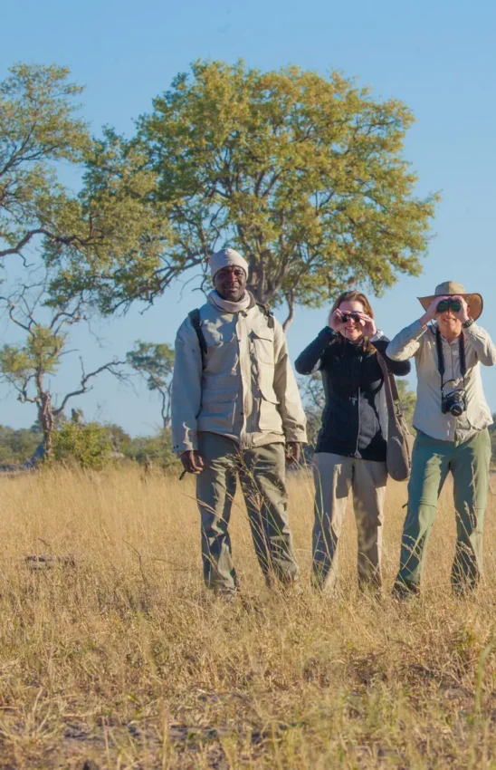 Group of tourists walking on safari in golden grassland with acacia tree, Kwando Lagoon Camp, Linyanti Wildlife Reserve, Botswana