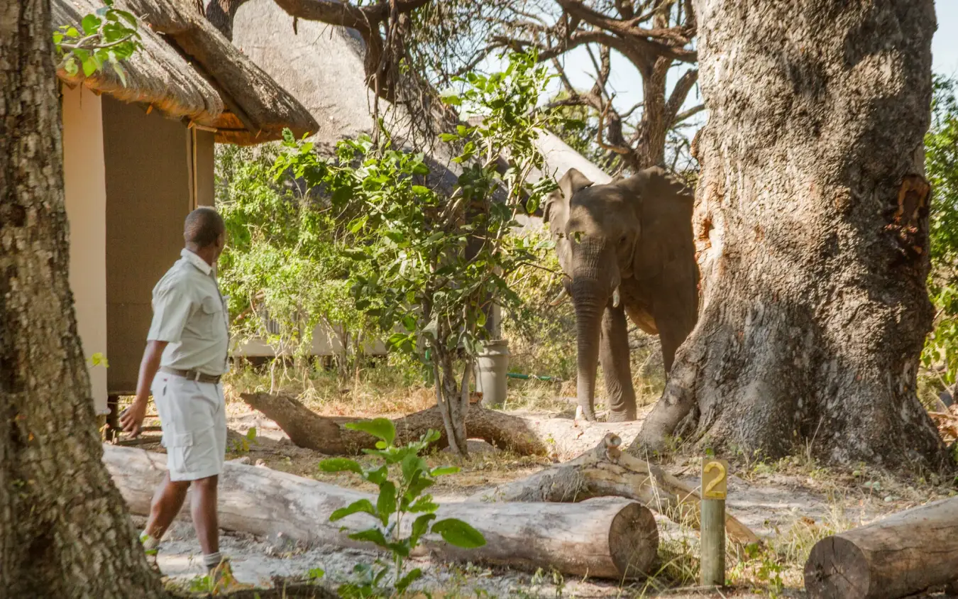 Mahout with elephant among ancient baobab trees near village settlement, Kwando Lagoon Camp, Linyanti Wildlife Reserve, Botswana