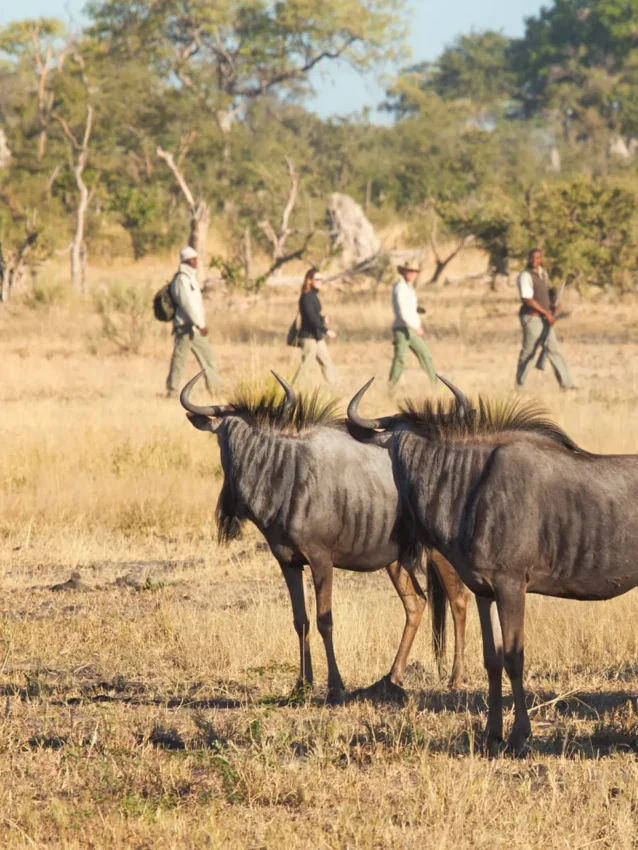 Wildebeest herd with walking safari guests in dry grassland savanna, Kwando Lagoon Camp, Linyanti Wildlife Reserve, Botswana