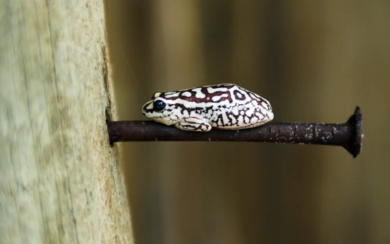 Small patterned lizard perched on dark branch against blurred background, Kwando Lagoon Camp, Linyanti Wildlife Reserve, Botswana