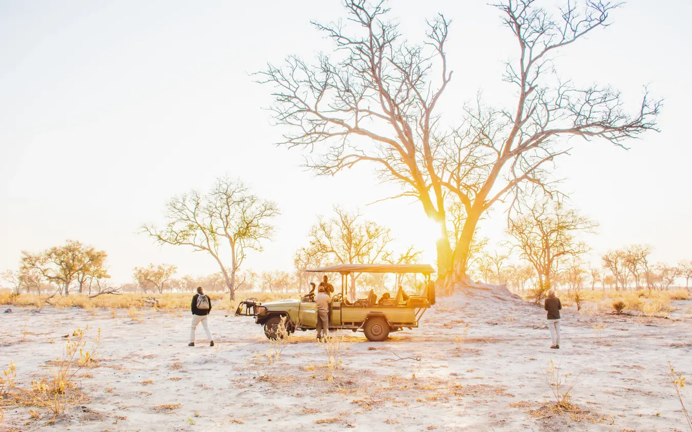 Safari vehicle with guests beneath baobab tree at sunset, Kwando Lebala Camp, Linyanti Wildlife Reserve, Botswana